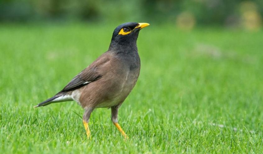 Scientists call for more invasive alien species to be tackled at the EU ...