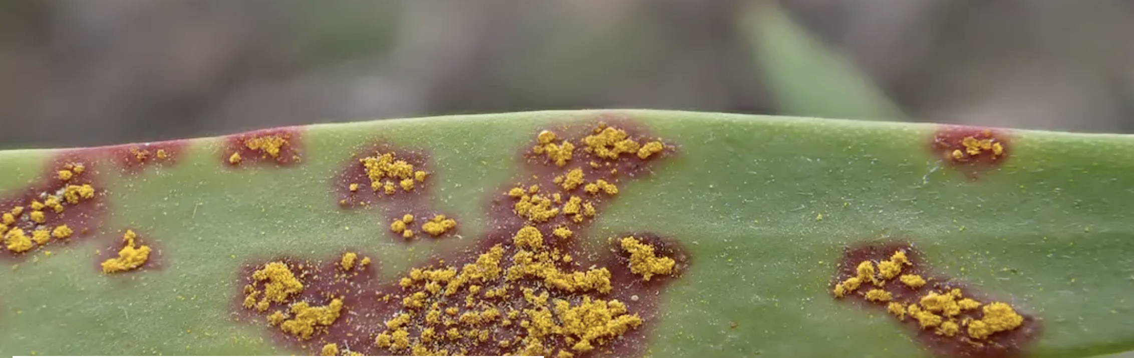 Rust Tree Australia Rash Myrtle rust is devastating Australian forests. A new high-tech spray ...